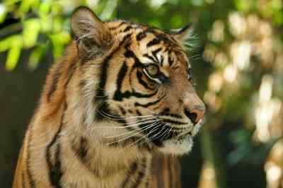Earth Day Campaign to Save Sumatran Wildlife