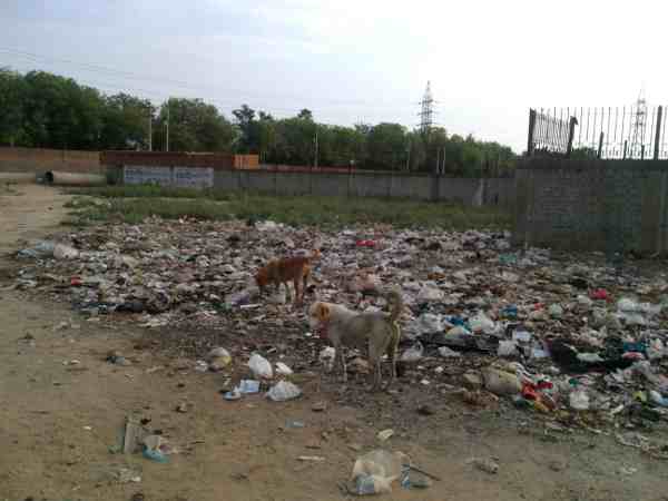 A stinking site in India's capital New Delhi. Only stray dogs can live here. But it is near a populated residential area. Photo: Rakesh Raman