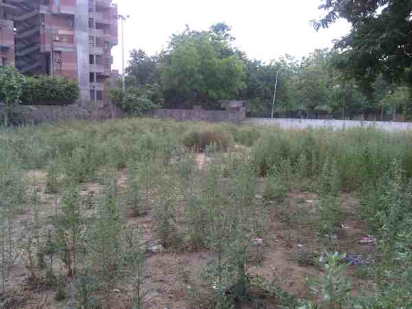This place in Delhi is supposed to be a green park. But wasteful weed is growing here. Humans stay away from it.