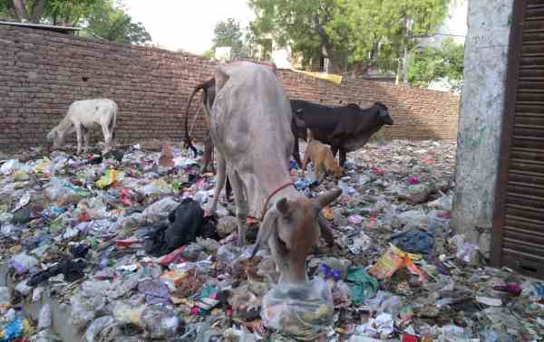 Stray cattle grazing on an open site full of rubbish near a housing colony in Delhi
