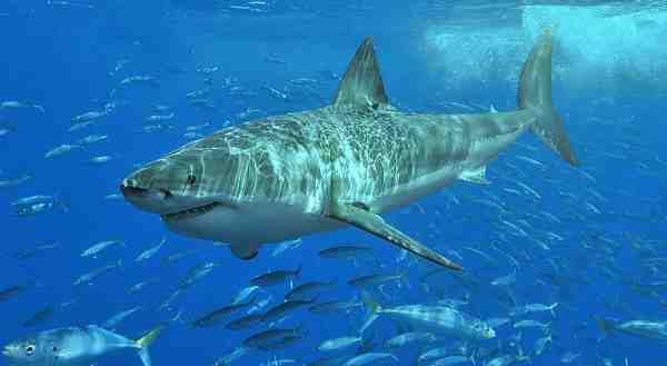 Shark Attacks: How to Stay Safe in Beach Waters