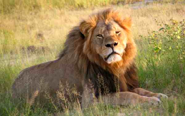 Cecil at Hwange National Park in 2010. Courtesy: Wikipedia
