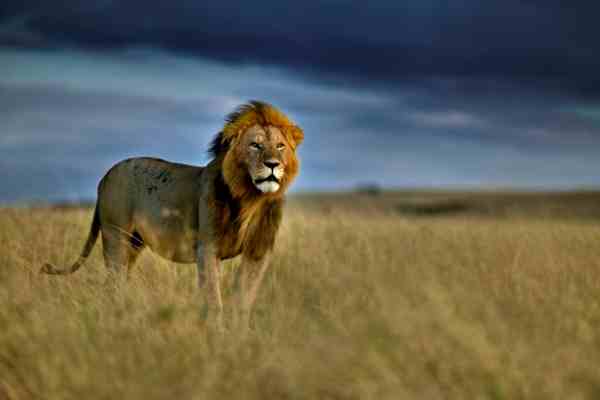 How Tourism Is Killing Africa's Lions