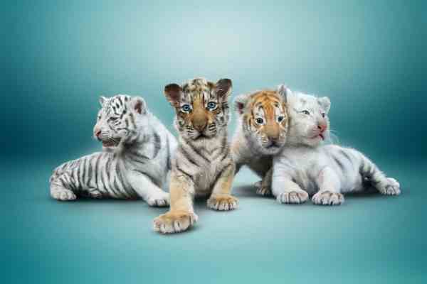 Four Tiger Cubs Make Public Debut