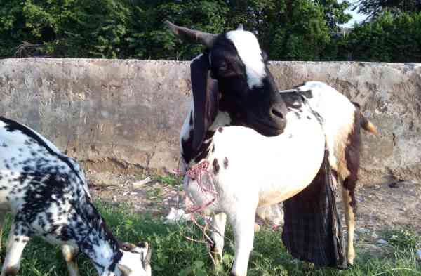 Photos of the Day: Goats in Delhi