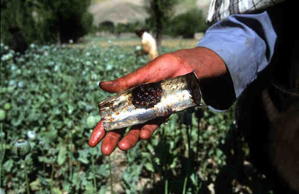 Opium harvest in a poppy field in Badakhshan, Afghanistan. Raw opium is cooked before being suitable for smoking. Photo: IRIN / Manoocher Deghati