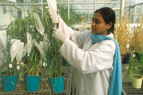 A scientist at an FAO-sponsored facility in India culls seeds from a variety of wheat. Photo: FAO / Jon Spaull