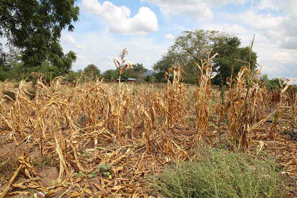 Wilted crops in Neno district, Malawi. Photo: OCHA/Tamara van Vliet