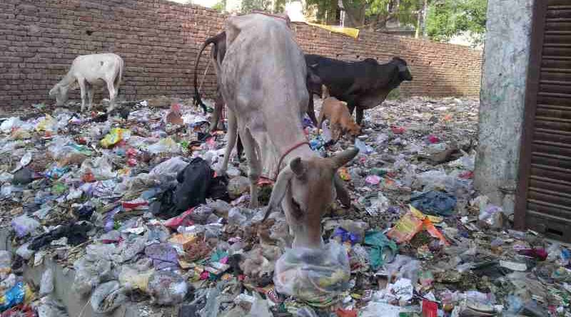 Cows grazing at a dirty dumping site surrounded by residential houses. Scenes like this are common in New Delhi and India. Photo: Rakesh Raman