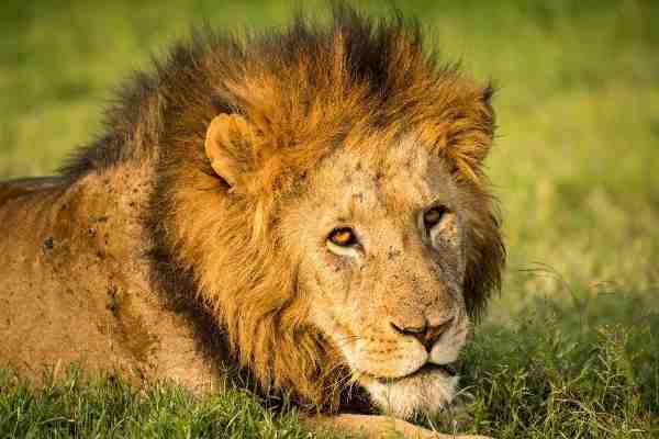 Trade in Lion Body Parts Threatens Lion Populations