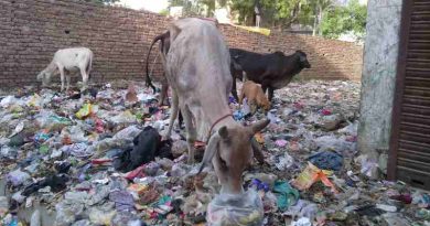 Starved cows eating household hazardous waste near a housing colony of Delhi. Dirty scenes like this are common in the national capital.