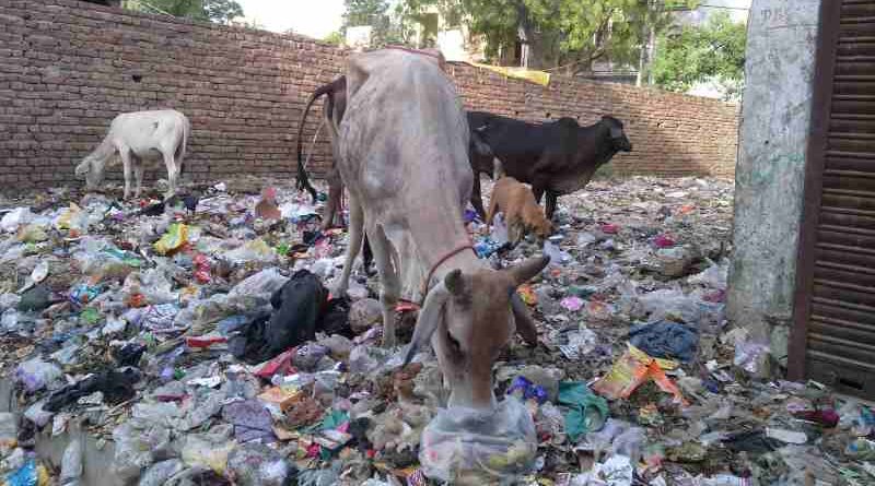 Starved cows eating household hazardous waste near a housing colony of Delhi. Dirty scenes like this are common in the national capital.