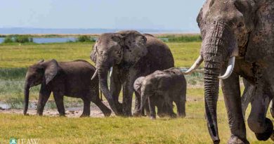 Victory for Elephants: China to Close Domestic Ivory Markets