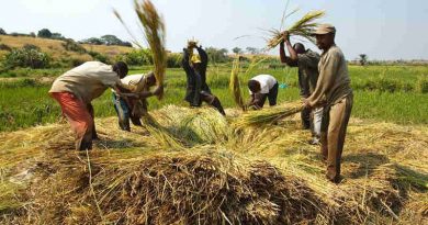 Farmers beat rice to release grains near the village of Kamangu, Democratic Republic of the Congo. Photo: FAO / Olivier Asselin