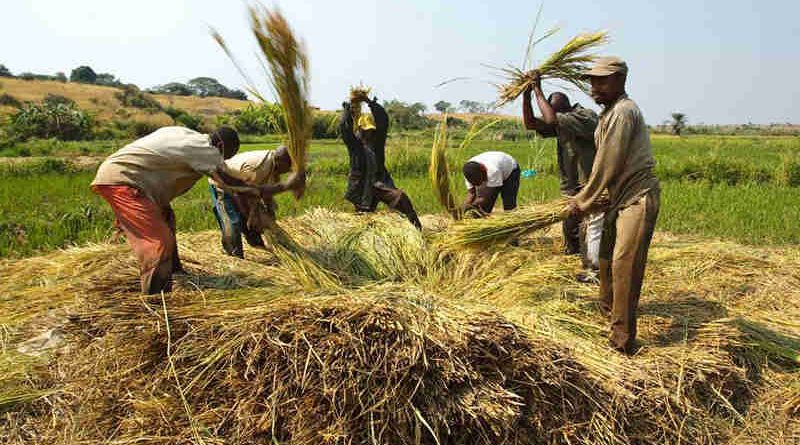 Farmers beat rice to release grains near the village of Kamangu, Democratic Republic of the Congo. Photo: FAO / Olivier Asselin