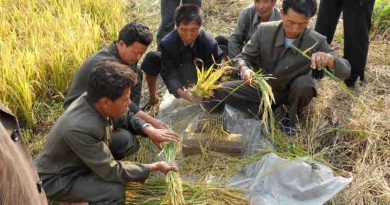 DPR Korea’s crop production, including staple rice, maize, potatoes and soybean, has been severely damaged this year by prolonged drought. Photo: FAO/ Cristina Coslet