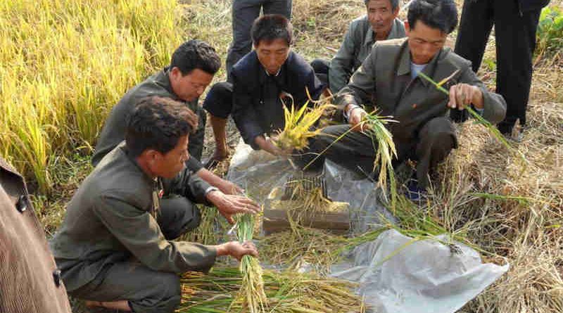 DPR Korea’s crop production, including staple rice, maize, potatoes and soybean, has been severely damaged this year by prolonged drought. Photo: FAO/ Cristina Coslet