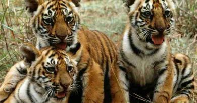 UN Photo/John Isaac. Tiger cubs in Mysore, India. UNEP is actively involved in working with Governments, scientists, private organizations and other concerned groups to preserve and protect this endangered species.