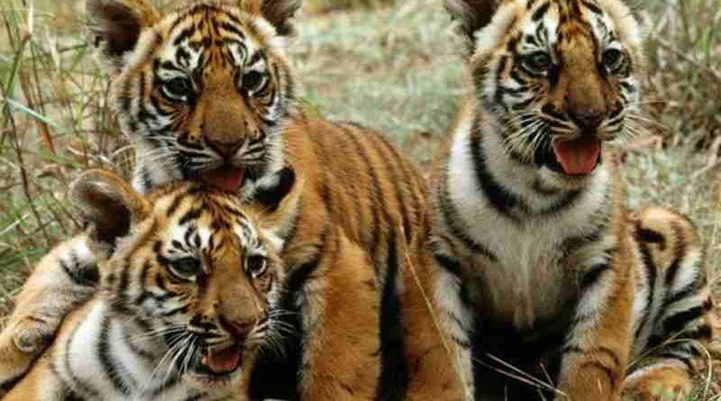 UN Photo/John Isaac. Tiger cubs in Mysore, India. UNEP is actively involved in working with Governments, scientists, private organizations and other concerned groups to preserve and protect this endangered species.