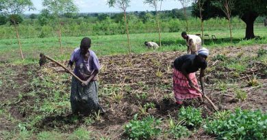 Women work the fields in Uganda. Photo: Maggie Roth for IUCN