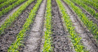 The State of Knowledge of Soil Biodiversity. Photo: FAO