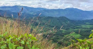 Forest restoration: a path to recovery and well-being. Photo: UN