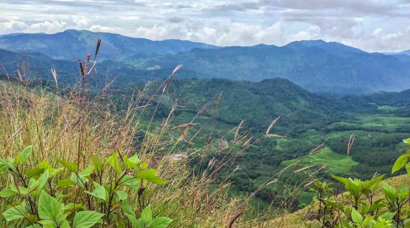 Forest restoration: a path to recovery and well-being. Photo: UN