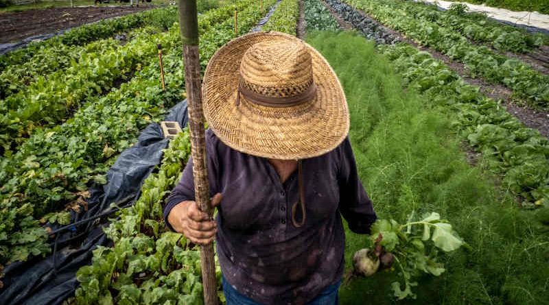Photo: USDA
