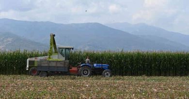 Maize Growing in North Macedonia. Photo: FAO