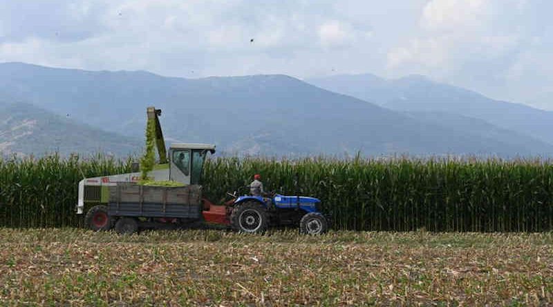 Maize Growing in North Macedonia. Photo: FAO