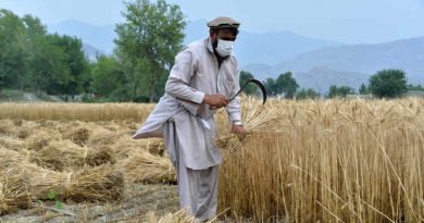 An Afghan farmer harvests his wheat in the Kuz Kunar district of Nangarhar, Afghanistan. Photo: FAO
