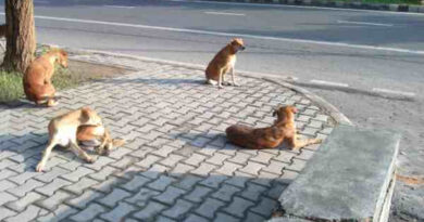 Stray Dogs in Delhi. Photo: Rakesh Raman / RMN News Service