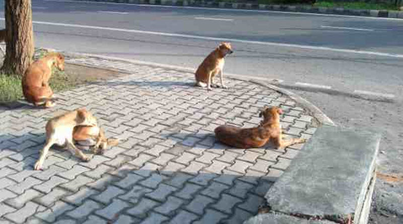 Stray Dogs in Delhi. Photo: Rakesh Raman / RMN News Service