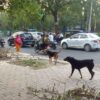 The Unrest: Ferocious Dogs Unleash Terror in Delhi