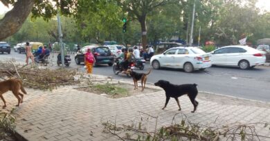 The Unrest: Ferocious Dogs Unleash Terror in Delhi