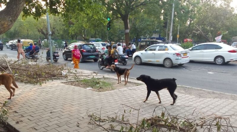 The Unrest: Ferocious Dogs Unleash Terror in Delhi